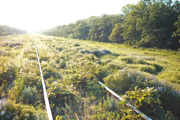 Весной старые заросшие железнодорожные пути — стоковое фото
