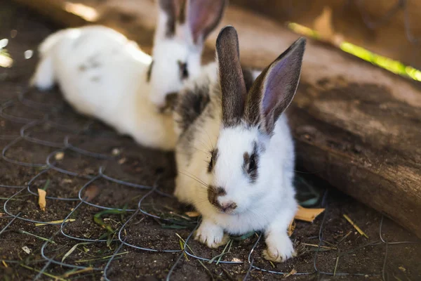 Breeding a large group of rabbits in a small shed. — Stock Photo, Image