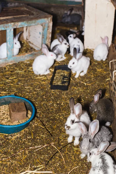 Breeding a large group of rabbits in a small shed. — Stock Photo, Image