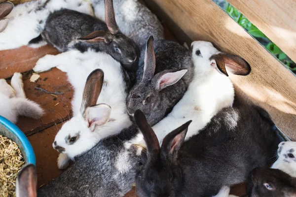 Fokken van een grote groep konijnen in een kleine schuur. — Stockfoto