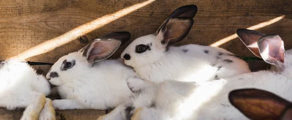 Fokken van een grote groep konijnen in een kleine schuur. — Stockfoto