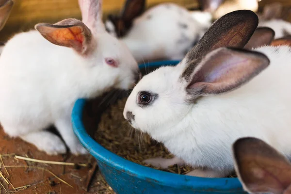 Fokken van een grote groep konijnen in een kleine schuur. — Stockfoto