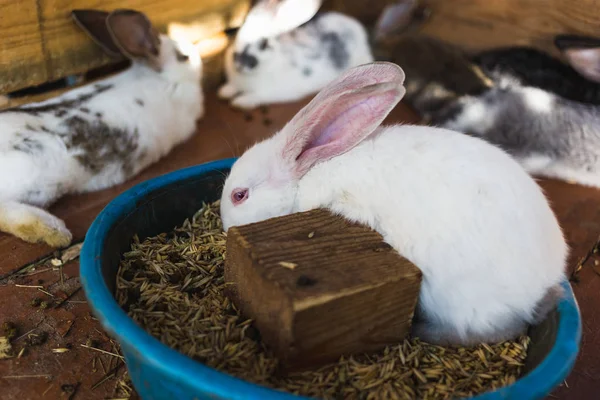 Elevage d'un grand groupe de lapins dans un petit hangar . — Photo