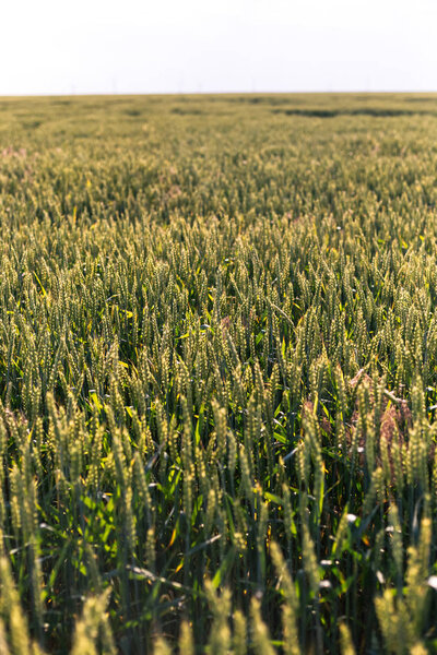 Green wheat on the field. Plant, nature, rye.