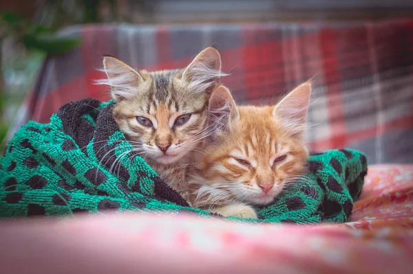 Két aranyos cica-ban egy törülköző — Stock Fotó