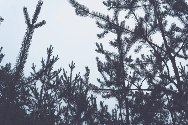 Las copas de los árboles en el bosque de pinos . —  Fotos de Stock