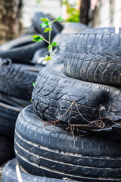 Uma árvore verde jovem faz o seu caminho através de um monte de pneu de carro velho — Fotografia de Stock