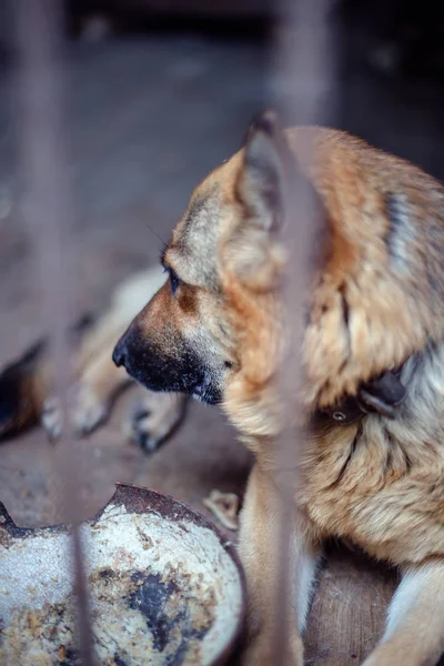 Ein großer trauriger Schäferhund in einer alten Voliere. Tönendes, stilvolles Foto. — Stockfoto