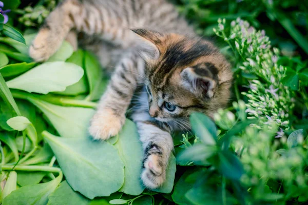 Bonito tabby pouco gatinho no o grama — Fotografia de Stock