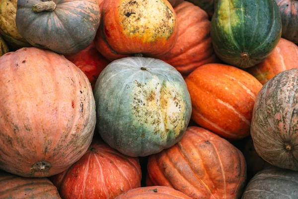 Montón de grandes calabazas sucias . — Foto de Stock