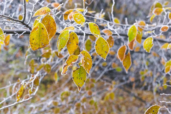 Замороженные листья на ветке туманным осенним утром — стоковое фото