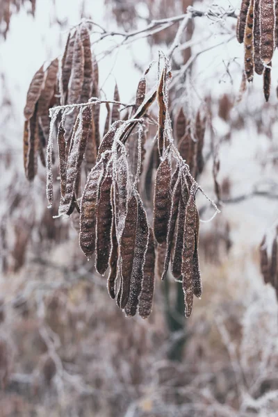 Semillas de acacia cubiertas de escarcha en una rama —  Fotos de Stock