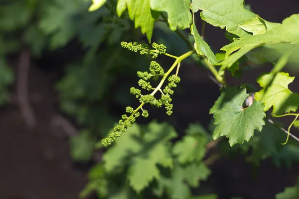 Young green grape branches on the vineyard in spring time — Stock Image Young green grape branches on the vineyard in spring time Stock Picture