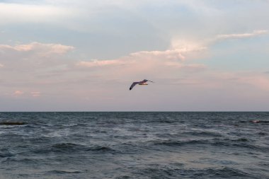 Mavi gökyüzünün arka planında bir martı