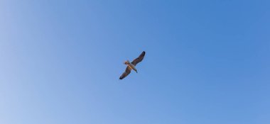 Mavi gökyüzünün arka planında bir martı