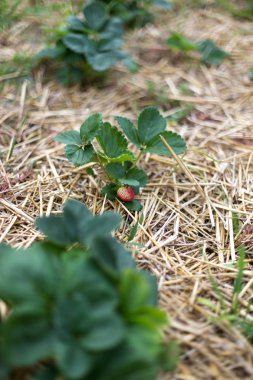 Bahçede çilek mulching.