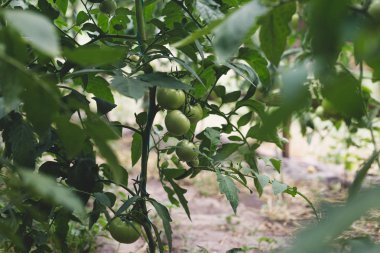 Kırsal bir serada olgunlaşmamış yeşil domates