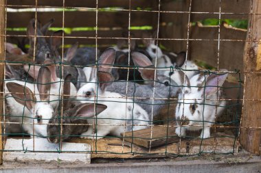 Küçük bir kulübede tavşan büyük bir grup ıslahı 
