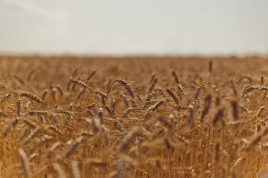 Buğday tarlada. Bitki, doğa, çavdar. Kırsal yaz tarla arazileri