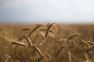 Buğday tarlada. Bitki, doğa, çavdar. Kırsal yaz tarla arazileri