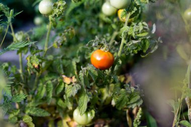 Kırsal bir bahçede domates