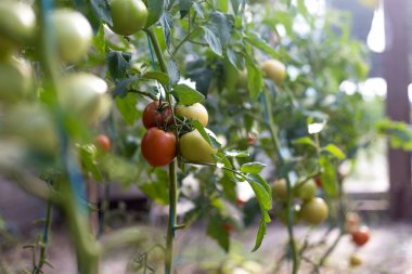 Serada domates yetiştirmek.