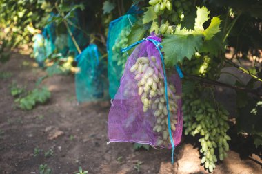 Protected ripe grapes with fine mesh bags hanging on branches  clipart