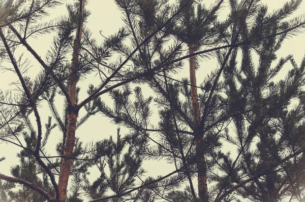 Os topos das árvores na floresta de pinheiros . — Fotografia de Stock