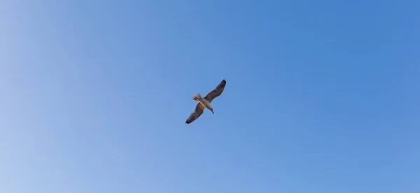 Mavi gökyüzünün arka planında bir martı — Stok fotoğraf