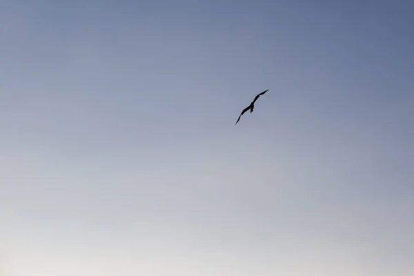 Meeuw op een achtergrond van blauwe lucht — Stockfoto