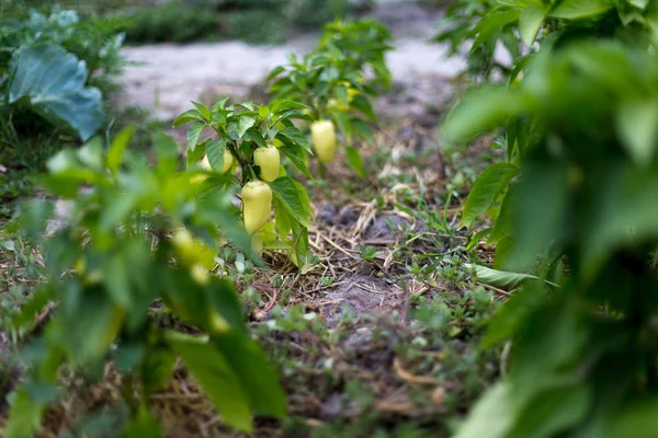 Piękna zielona papryka w wiejskim ogrodzie — Zdjęcie stockowe