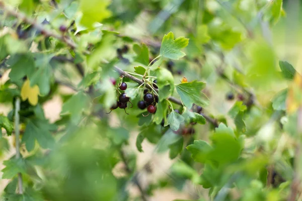 Zwarte bessen op een struik — Stockfoto