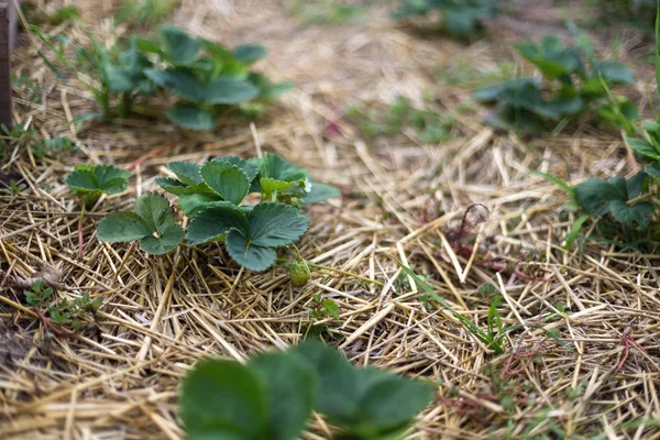 Bahçede çilek mulching.