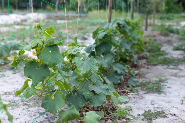 Pequeños pepinos inmaduros en un jardín rural — Foto de Stock