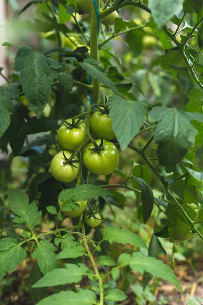 Nezralá zelená rajčata ve skleníku na venkově — Stock fotografie