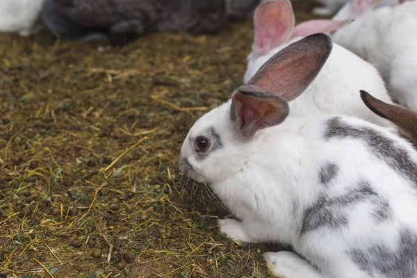 小さな小屋でウサギの大きなグループを繁殖 — ストック写真