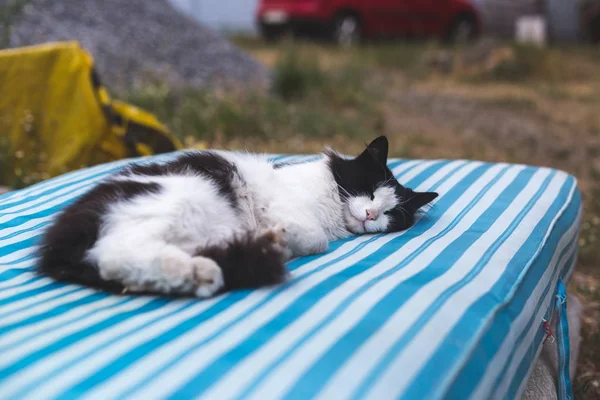 Sale chat rural noir et blanc se trouve à l'extérieur sur un matelas rayé — Photo