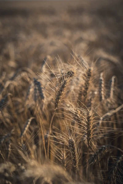 Пшеница на поле. Растение, природа, рожь. Сельское летнее поле — стоковое фото