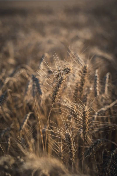 Grâu pe teren. Plantă, natură, secară. Terenuri rurale de vară — Fotografie, imagine de stoc