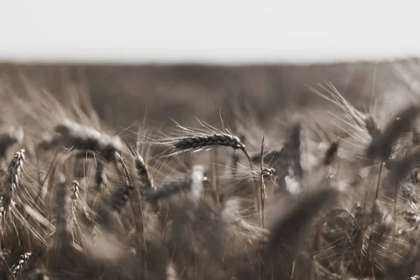 Blé sur le terrain. Plante, nature, seigle. Champs ruraux d'été — Photo