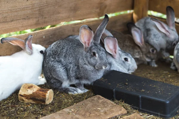 Fokken van een groep konijnen in een kleine schuur — Stockfoto