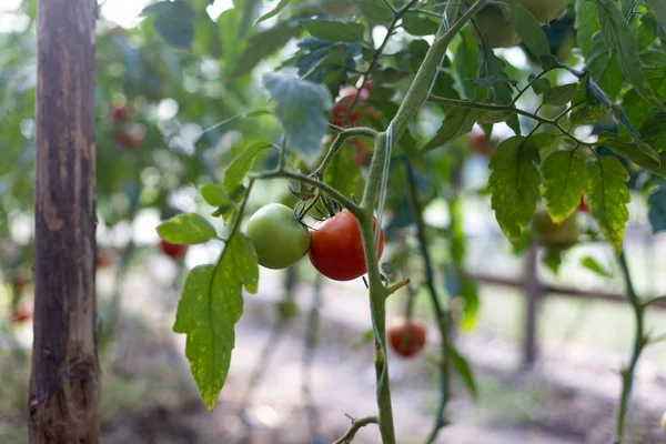 Odla tomater i ett växthus — Stockfoto