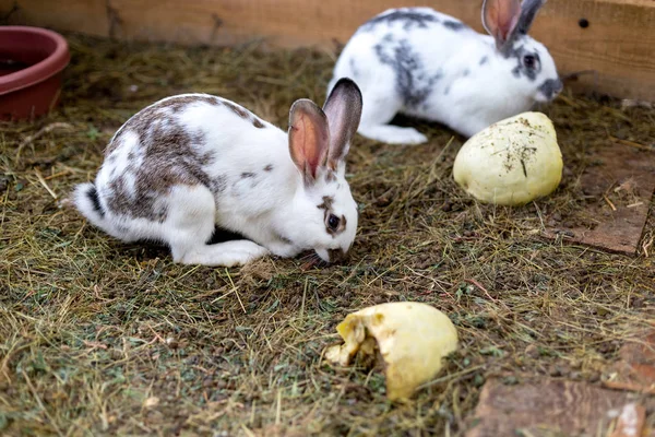 Breeding a group of rabbits in a small shed — Stock Photo, Image