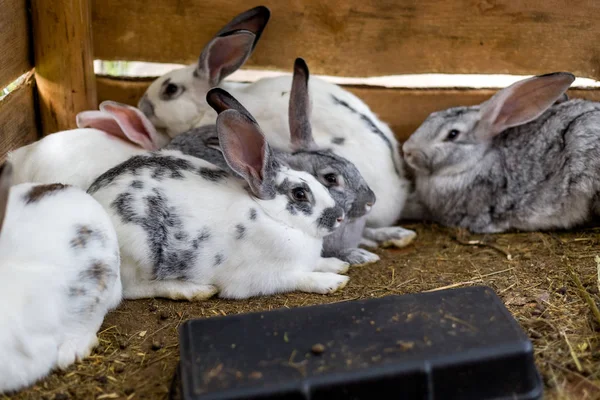 Küçük bir barakada bir grup tavşan Yetiştirmek — Stok fotoğraf