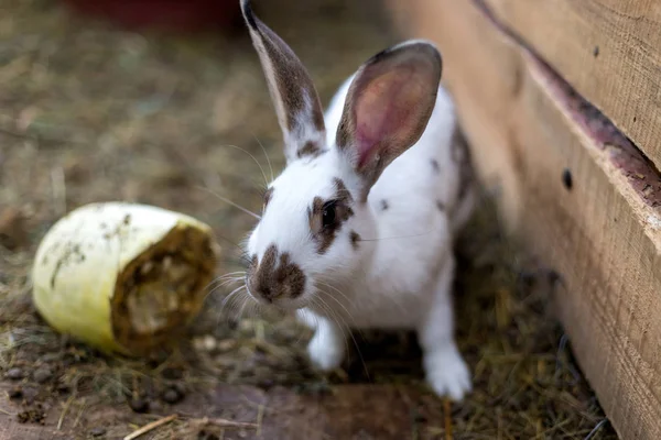 Rabbit in a small shed. Breeding rabbits. — Stock Photo, Image