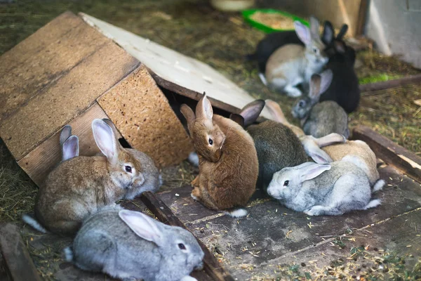 Criar un grupo de conejos en un pequeño cobertizo —  Fotos de Stock