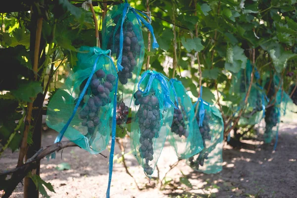 Chronione dojrzałe winogrona z drobną siatką torby wiszące na gałęziach — Zdjęcie stockowe