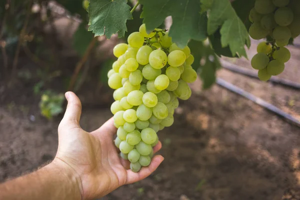 La mano del granjero sostiene un ramo de hermosas uvas — Foto de Stock