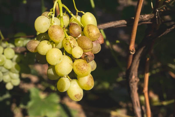 Avispa sentado en una baya y come uvas maduras . — Foto de Stock