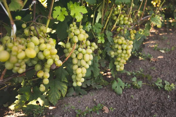 Racimo de uvas maduras en una vid — Foto de Stock